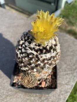 Copiapoa hypogaea